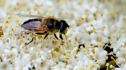 Guêpe, frelon, bourdon : que faire en cas de piqûre ?