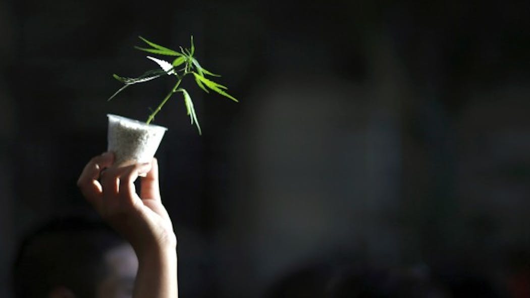 Déconstruire les idées reçues sur le cannabis
