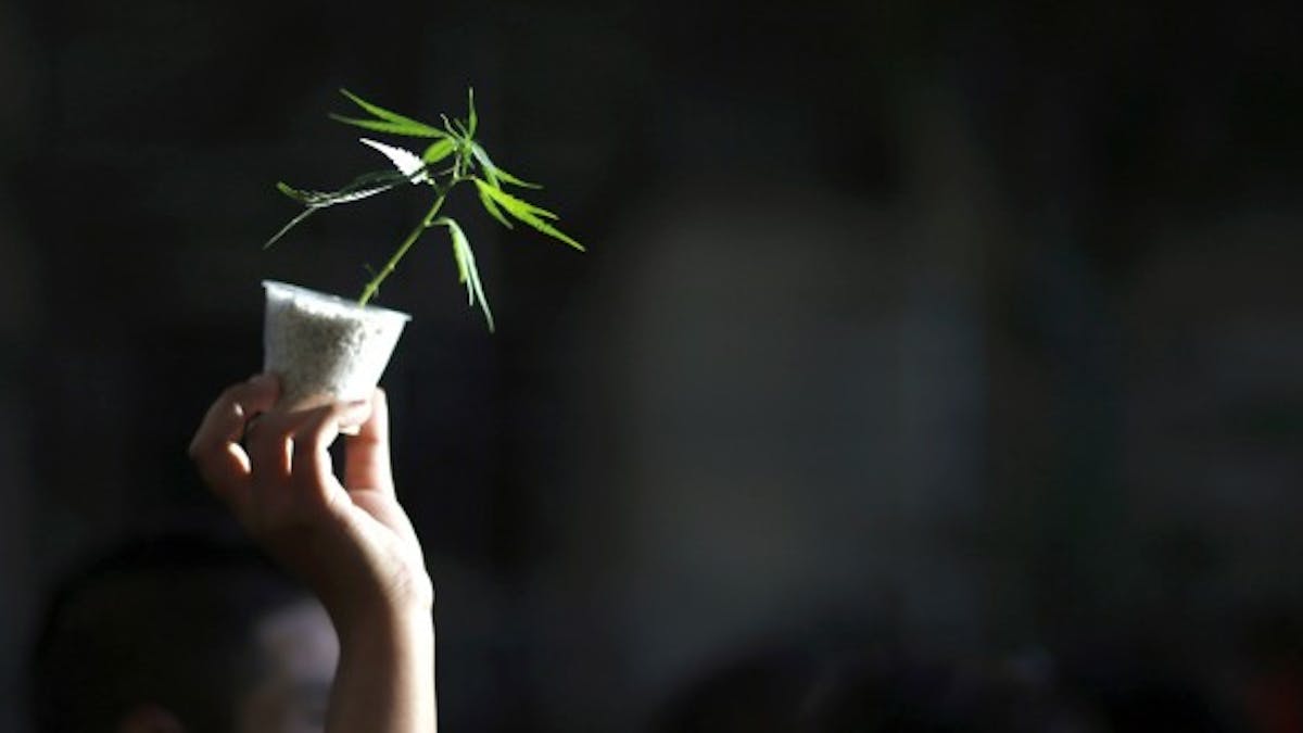 Neuf idées reçues sur le cannabis