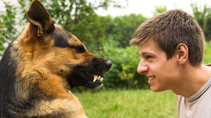 Morsure de chien : comment réagir ?