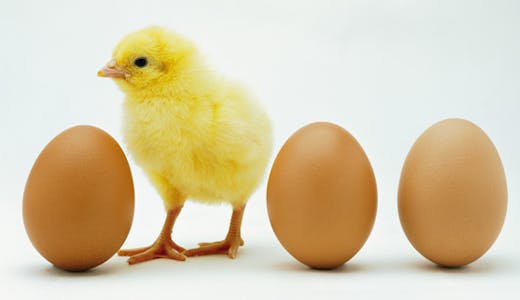 Alimentation : la vérité sur les œufs