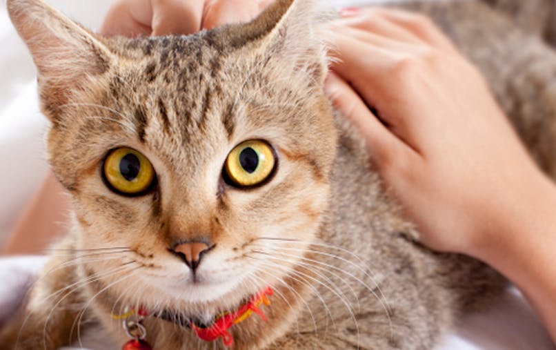 La “ronron thérapie”, ça déstresse !