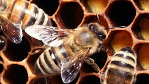 Les abeilles sont bien victimes de certains pesticides