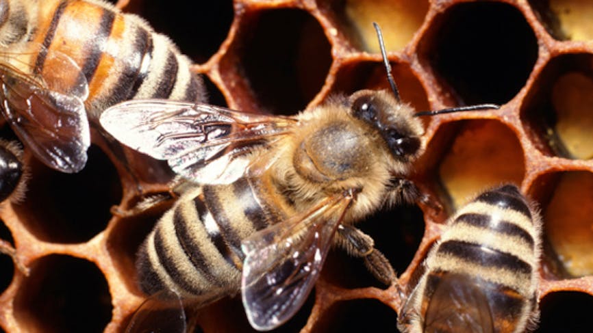 Les abeilles sont bien victimes de certains pesticides