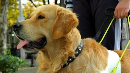 Lieux publics : ne fermons plus la porte aux chiens pour aveugles