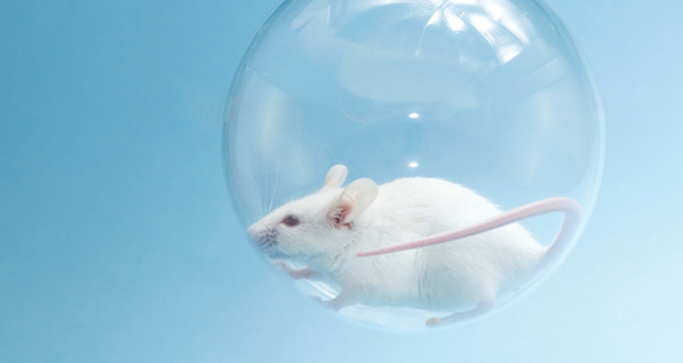 Combien De Moustique Mange Une Chauve Souris 15 souris en orbite autour de la Terre pour la recherche médicale