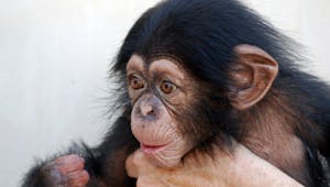 Nos bébés, pas plus intelligents que des singes ?