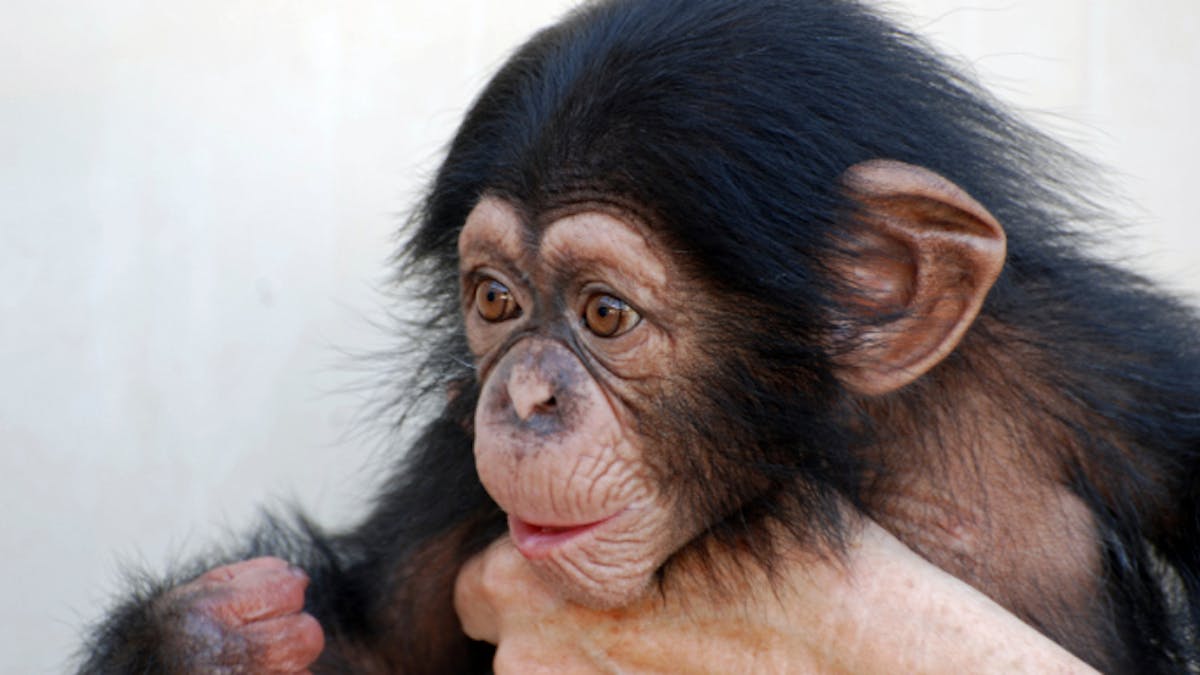 Nos Bebes Pas Plus Intelligents Que Des Singes Sante Magazine Nos Bebes Pas Plus Intelligents Que Des Singes Sante Magazine