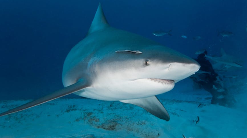 Requins : une combinaison pour s'en protéger ?