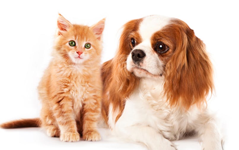 Bientot Un Traitement Contre L Allergie Aux Chats Et Aux Chiens Sante Magazine Bientot Un Traitement Contre L Allergie Aux Chats Et Aux Chiens Sante Magazine