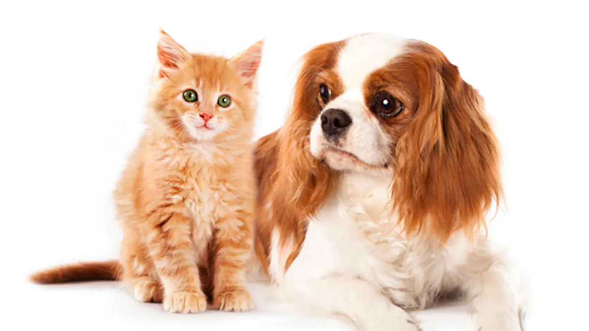Bientot Un Traitement Contre L Allergie Aux Chats Et Aux Chiens Sante Magazine Bientot Un Traitement Contre L Allergie Aux Chats Et Aux Chiens Sante Magazine