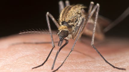 Une vidéo pour mieux comprendre comment pique le moustique