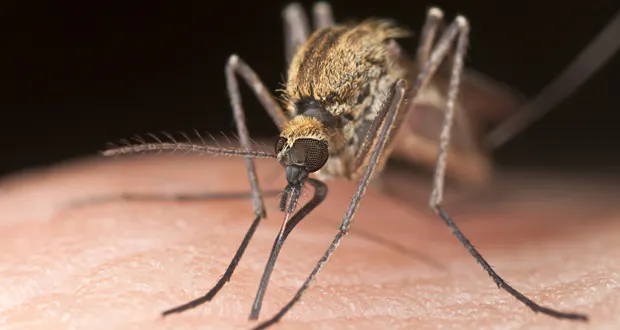 Une Video Pour Mieux Comprendre Comment Pique Le Moustique Sante Magazine