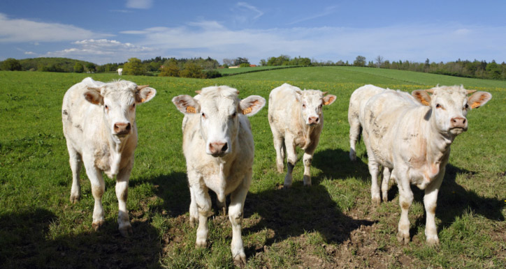 porteur vache