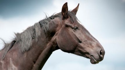 Trafic de viande de cheval : pas de risque sanitaire selon Sanofi