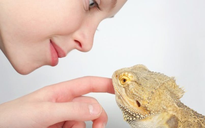 Tortues Lezards Des Animaux De Compagnie Pas Si Inoffensifs Sante Magazine Tortues Lezards Des Animaux De Compagnie Pas Si Inoffensifs Sante Magazine