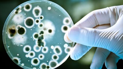 Bébés de Chambéry : une nouvelle espèce d'entérobactérie en cause