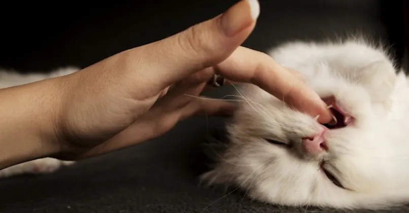 La Morsure De Chat Peut Conduire A La Deprime Sante Magazine La Morsure De Chat Peut Conduire A La Deprime Sante Magazine