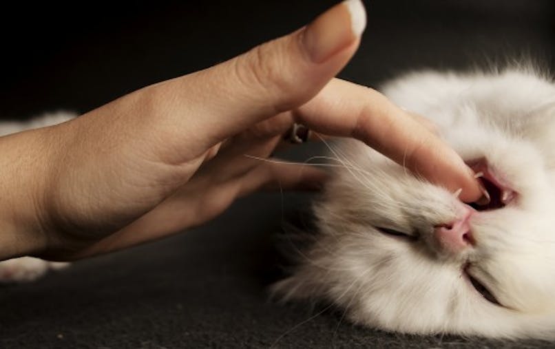 La Morsure De Chat Peut Conduire A La Deprime Sante Magazine La Morsure De Chat Peut Conduire A La Deprime Sante Magazine