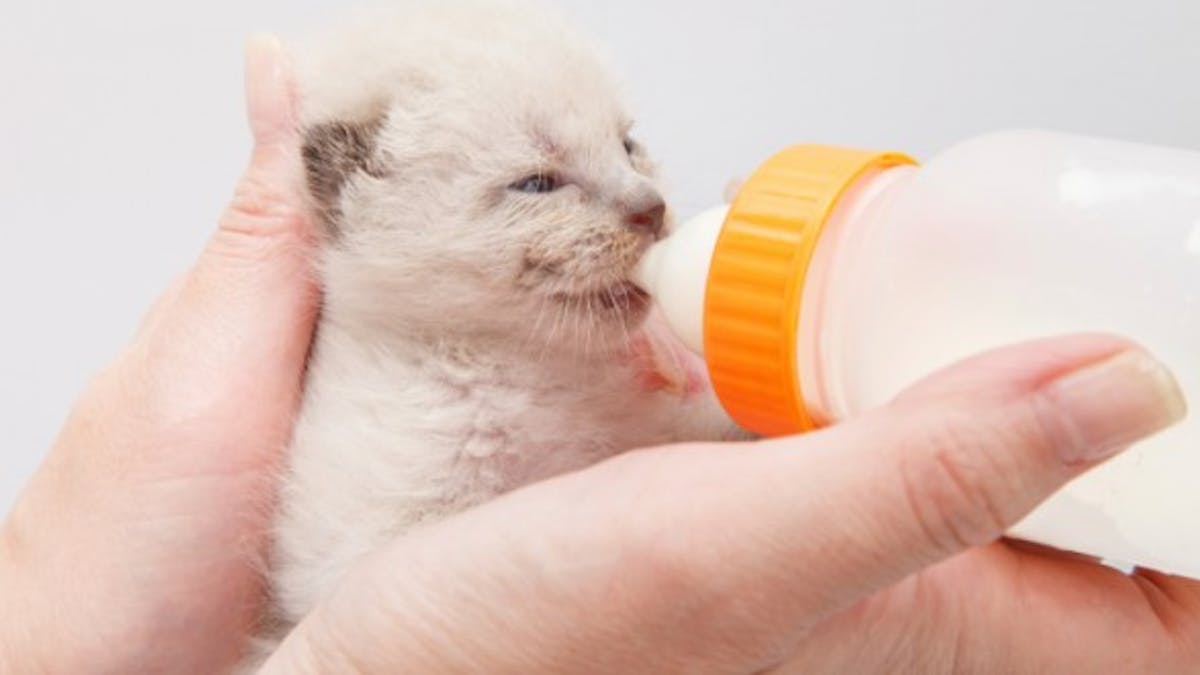 Le Sevrage Du Chaton En Douceur Sante Magazine Le Sevrage Du Chaton En Douceur Sante Magazine