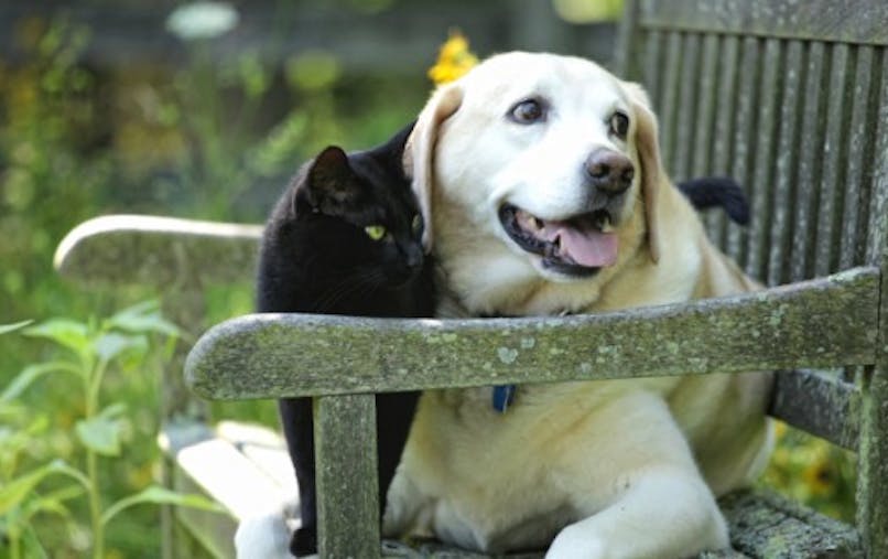 Soigner L Allergie Saisonniere De Votre Chien Ou De Votre Chat Sante Magazine Soigner L Allergie Saisonniere De Votre Chien Ou De Votre Chat Sante Magazine