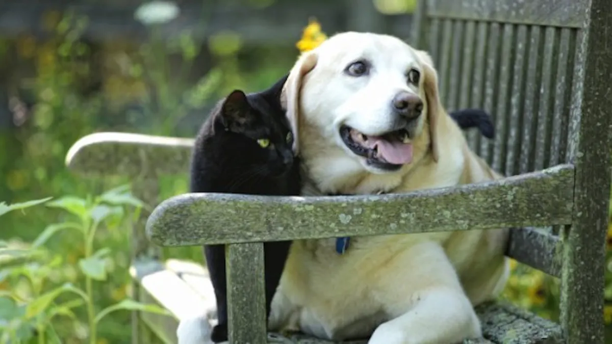 Soigner L Allergie Saisonniere De Votre Chien Ou De Votre Chat Sante Magazine Soigner L Allergie Saisonniere De Votre Chien Ou De Votre Chat Sante Magazine