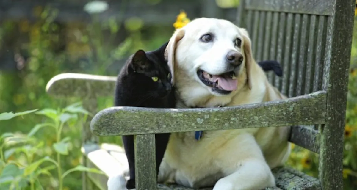 Allergies saisonnières chez le chien et le chat : comment les soulager ?
