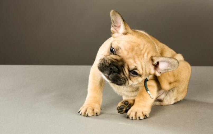 Chien Chat Un Traitement Naturel Et Efficace Contre Les Tiques Et Puces Sante Magazine Chien Chat Un Traitement Naturel Et Efficace Contre Les Tiques Et Puces Sante Magazine