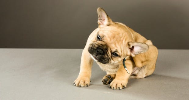 Chien Chat Un Traitement Naturel Et Efficace Contre Les