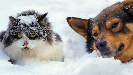 Chien et chat : peut-il rester dehors dans le froid ?