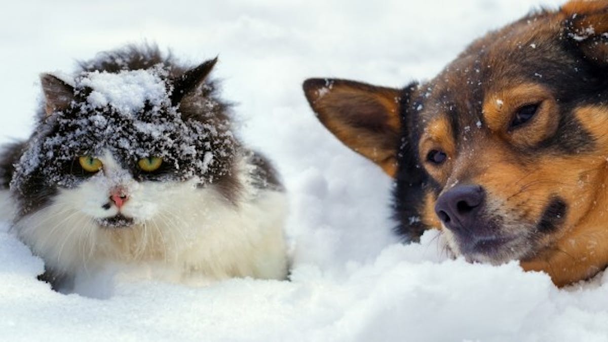 Chien Et Chat Peut Il Rester Dehors Dans Le Froid Sante Magazine Chien Et Chat Peut Il Rester Dehors Dans Le Froid Sante Magazine