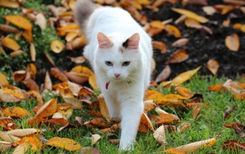 Quelle Plante Dangereuse Pour Mon Chat Sante Magazine Quelle Plante Dangereuse Pour Mon Chat Sante Magazine