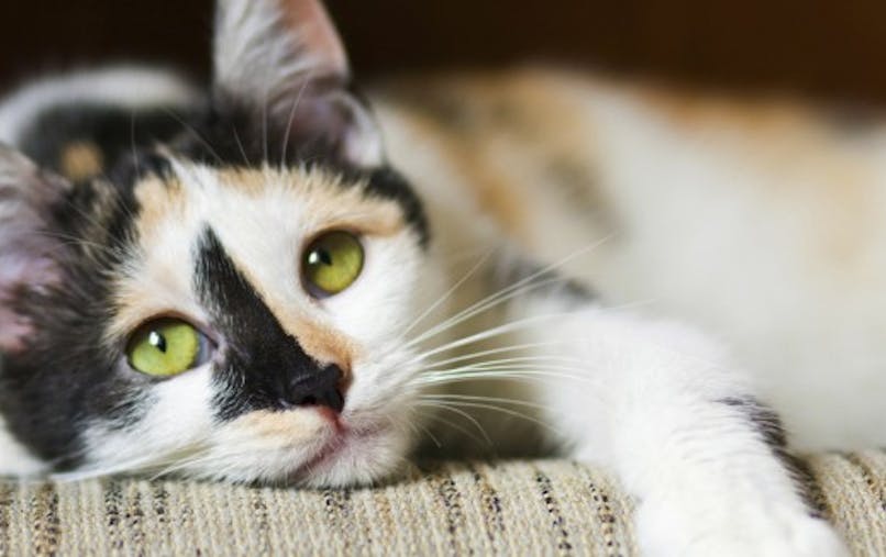 Comprendre L Humeur De Mon Chat Sante Magazine Comprendre L Humeur De Mon Chat Sante Magazine