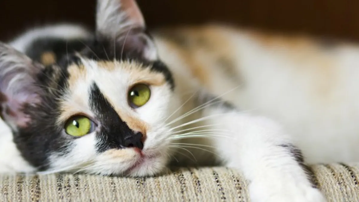 Comprendre L Humeur De Mon Chat Sante Magazine Comprendre L Humeur De Mon Chat Sante Magazine