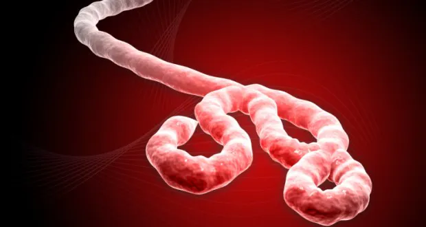 Transmission, symptômes, traitement : pourquoi l'épidémie d'Ebola qui touche la République démocratique du Congo inquiète ?