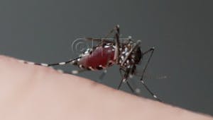 Journée mondiale de la santé : ces insectes qui infectent les hommes