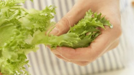 Toshiba va cultiver des salades high-tech