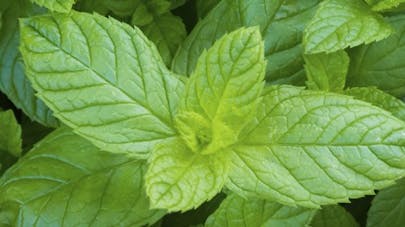 Résultat de recherche d'images pour "la menthe poivrée"