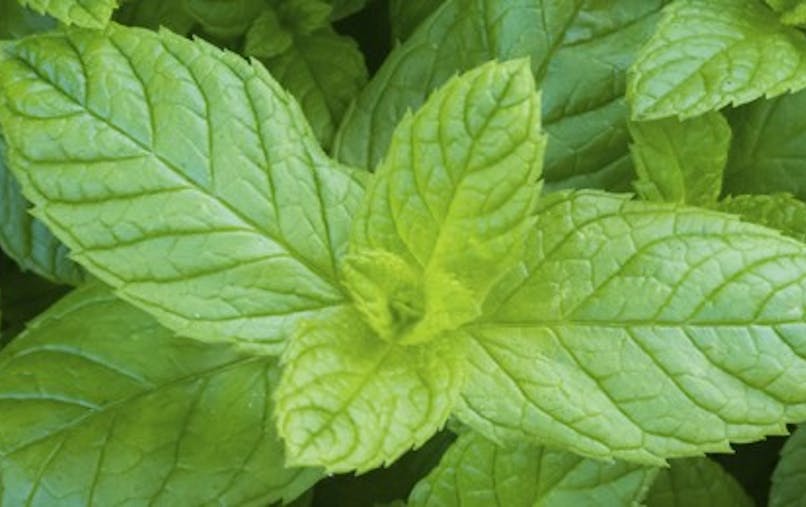 La Menthe Poivree Efficace Contre La Douleur Sante Magazine La Menthe Poivree Efficace Contre La Douleur Sante Magazine