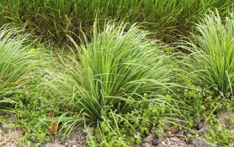 La Citronnelle Un Bon Anti Moustique Sante Magazine La Citronnelle Un Bon Anti Moustique Sante Magazine