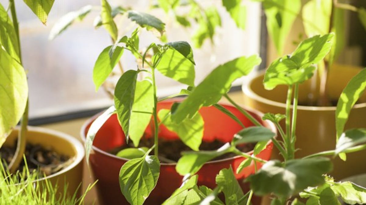 Les plantes au bureau améliorent le bien-être et la productivité