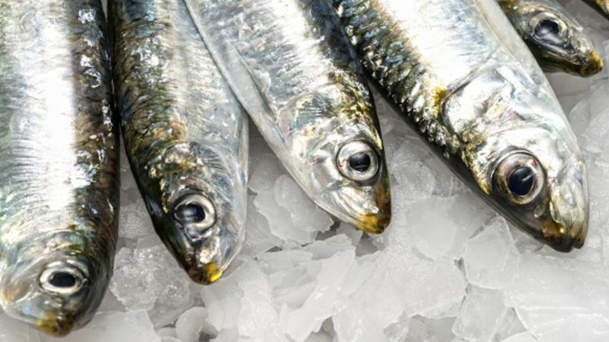 La sardine, c'est bon pour le cœur !