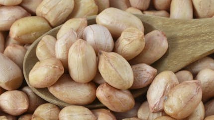 Les cacahuètes grillées favorisent plus l'allergie