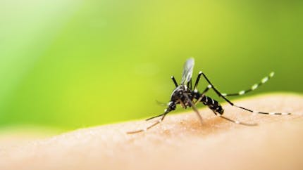 4 cas autochtones de chikungunya à Montpellier