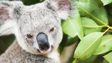 Guérir du sida grâce au koala ?