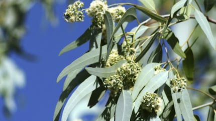 L'eucalyptus, pour lutter contre le rhume, la bronchite, la grippe…