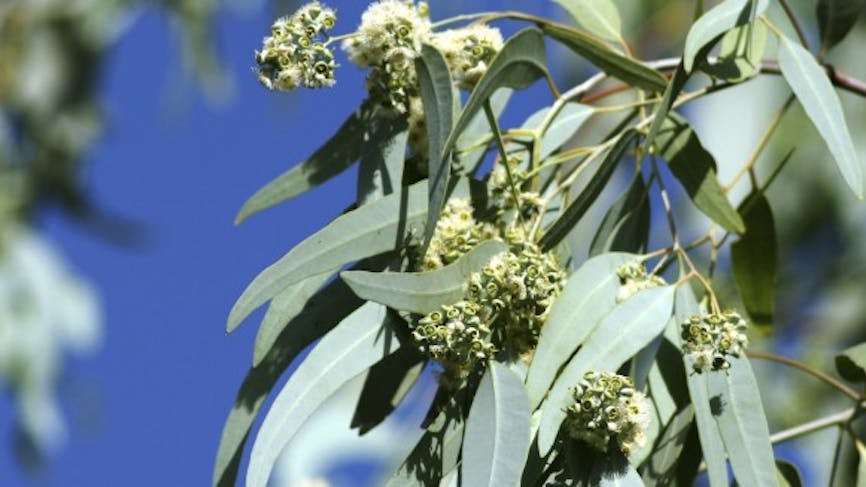 Comment se soigner grâce à l'eucalyptus ? Quels bienfaits ?