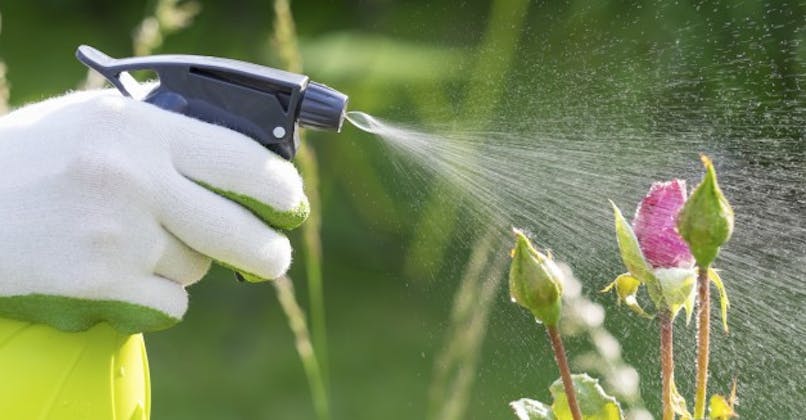 Le RoundUp et quatre autres pesticides déclarés cancérigènes