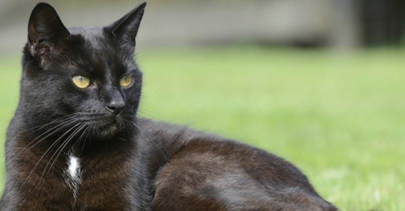 Le Chat Qui Soigne Les Autres Animaux Sante Magazine Le Chat Qui Soigne Les Autres Animaux Sante Magazine