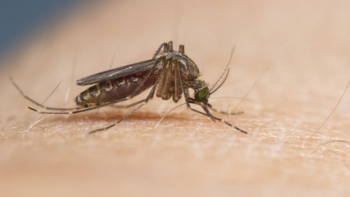 Attraction des moustiques : et si la clé était dans nos gènes ?